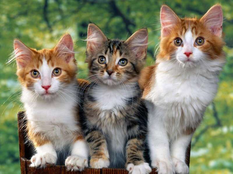 Three Kittens in Basket — White, Calm, Photograph