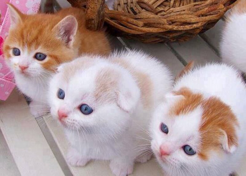 Three Kittens in Basket — White, Calm, Photograph, Wooden Surface