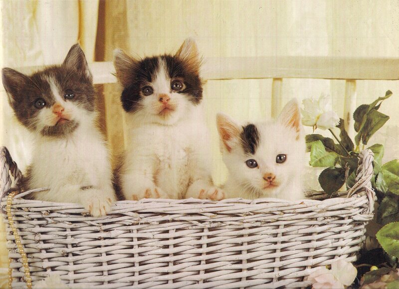Three Kittens in Basket — White, Calm