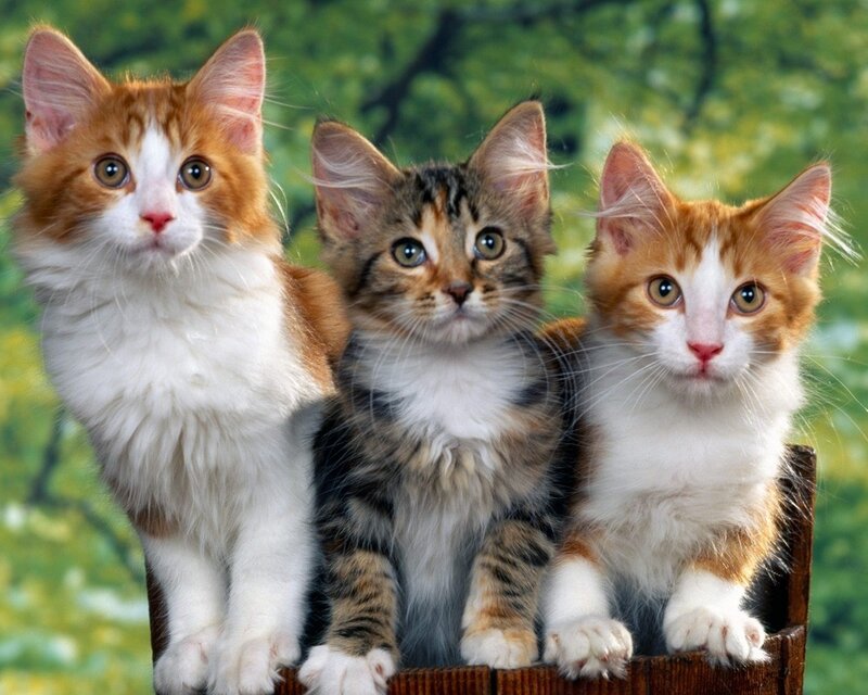 Three Kittens in Basket — White, Curious