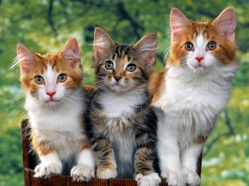 Three Kittens in Basket — White, Innocent, Photograph