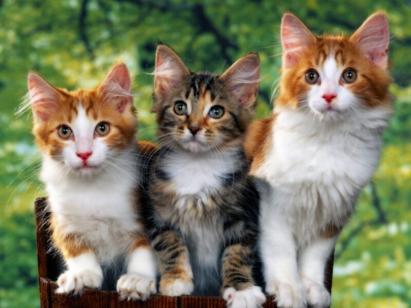 Three Kittens in Basket — White, Innocent