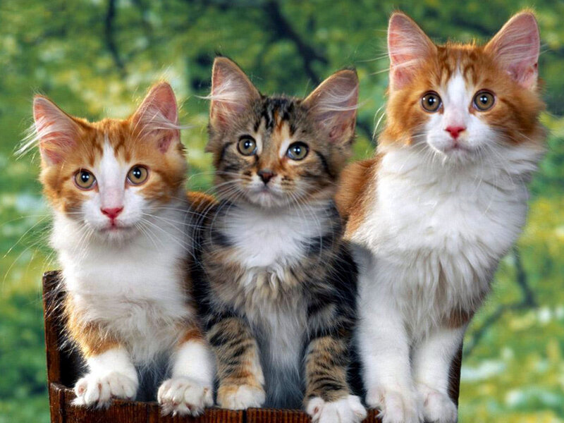 Three Kittens in Basket — White