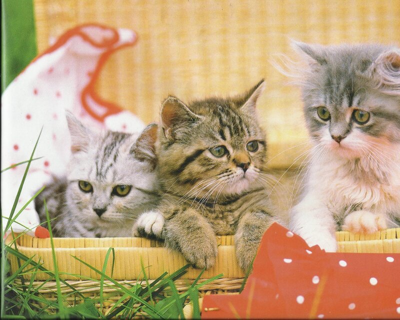 Three Kittens in Basket — Yellow, Calm