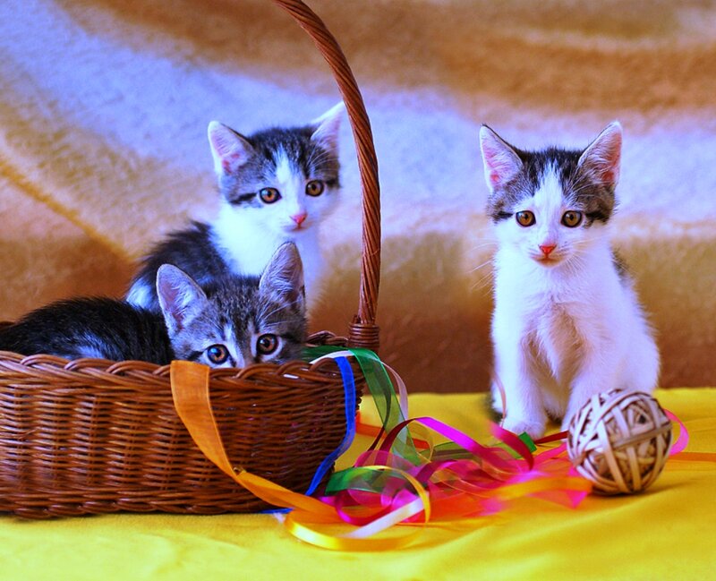 Three Kittens in Basket — Yellow, Playful