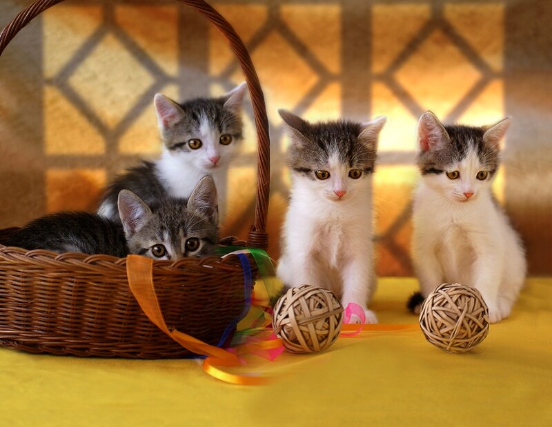 Three Kittens in Basket — Yellow