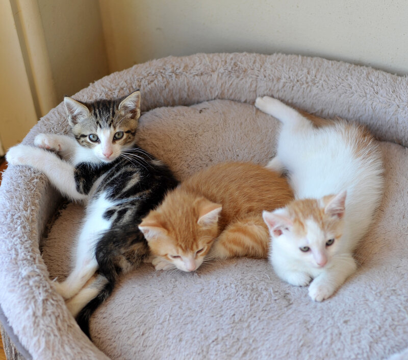 Three Kittens in Bed
