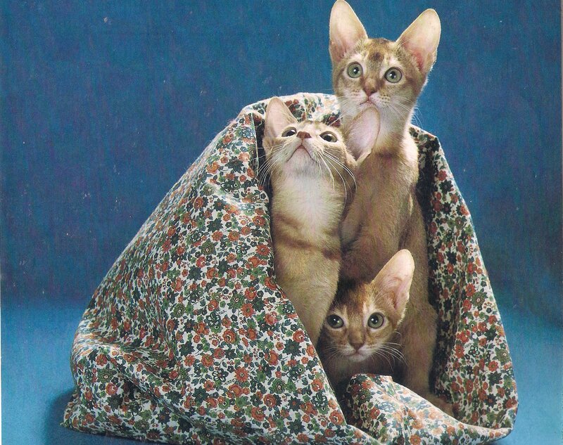 Three Kittens in Blanket