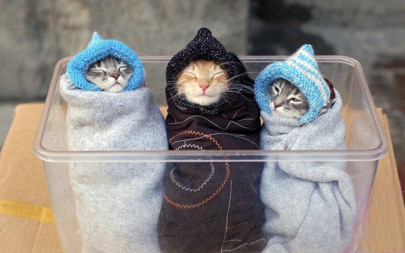 Three Kittens in Blankets — Gray