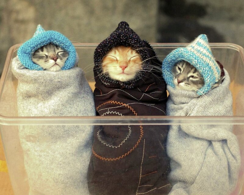 Three Kittens in Blankets
