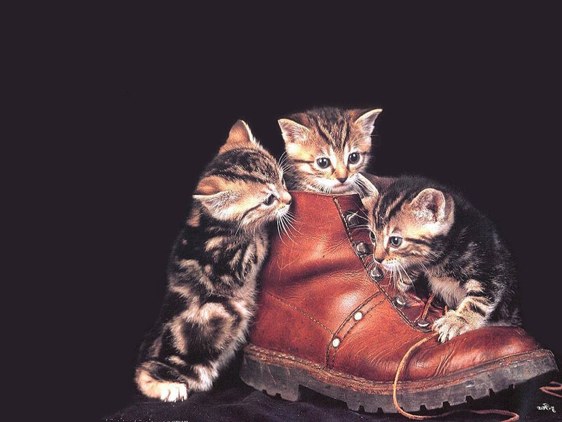Three Kittens in Boot