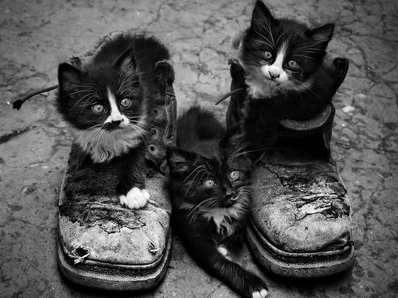 Three Kittens in Boots