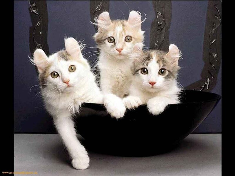 Three Kittens in Bowl