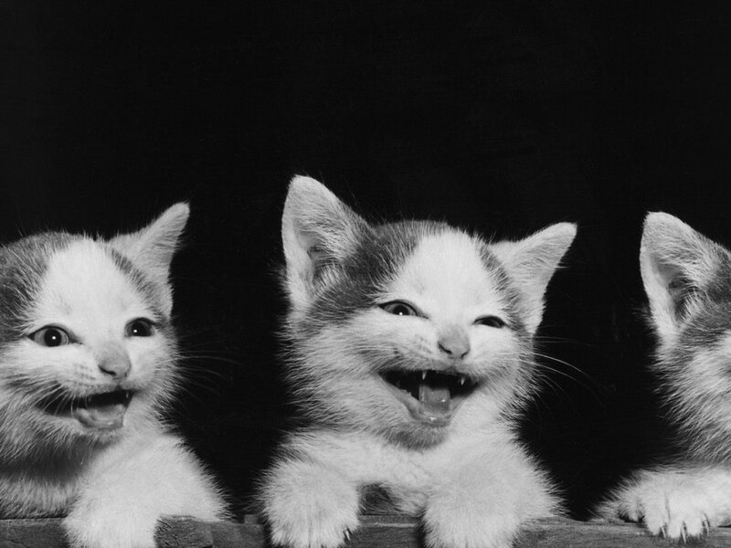 Three Kittens in Box — Black