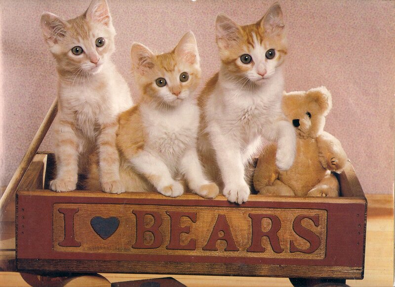 Three Kittens in Box