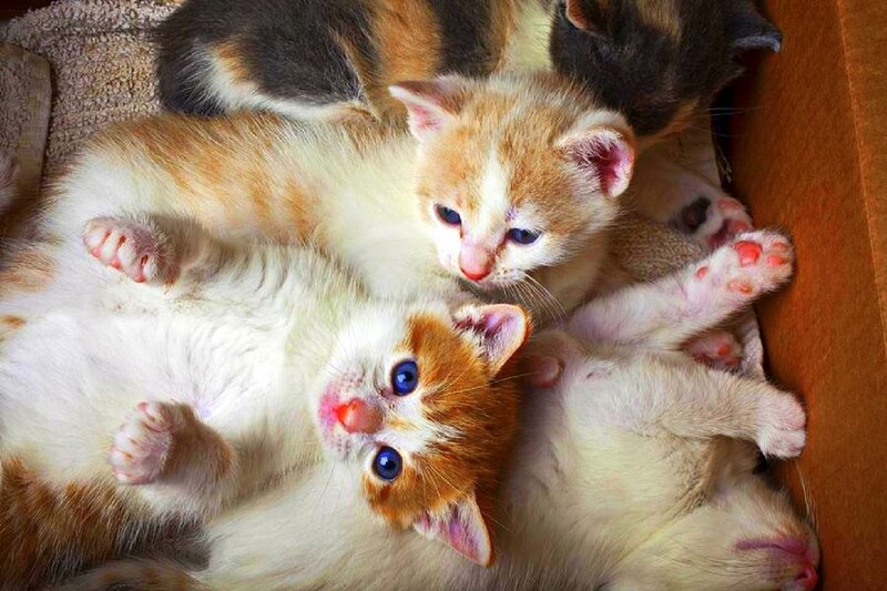 Three Kittens in Box — White