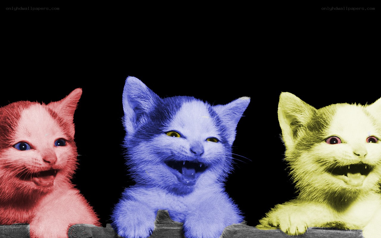 three kittens in color filters