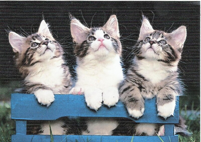 Three Kittens in Crate — Blue