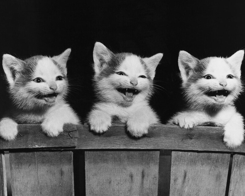Three Kittens in Crate