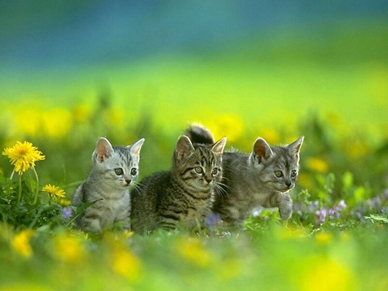 Three Kittens in Field — Green