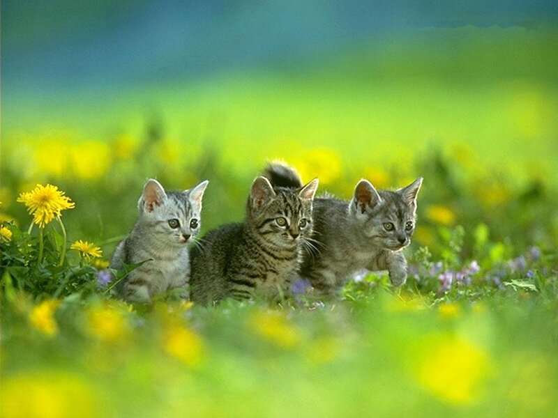 Three Kittens in Field
