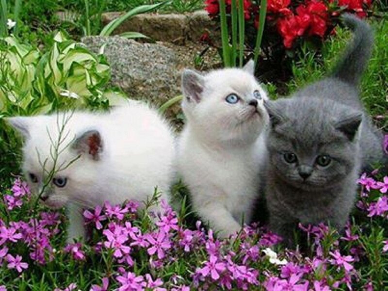 Three Kittens in Flowers — White, Calm