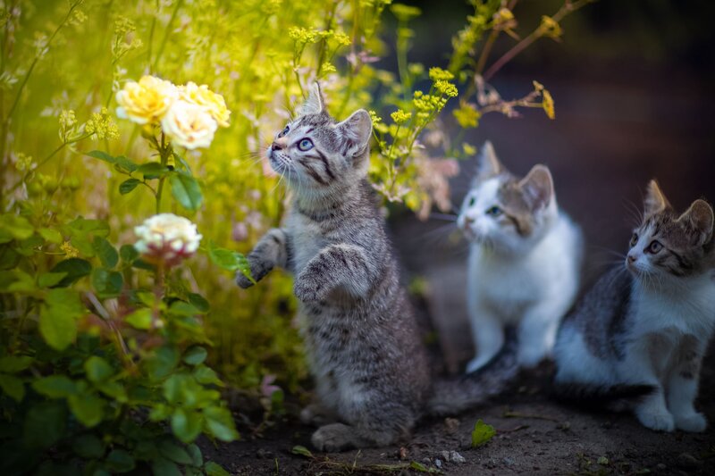 Three Kittens in Garden — Green, Curious