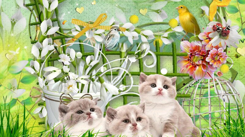 Three Kittens in Garden — Green