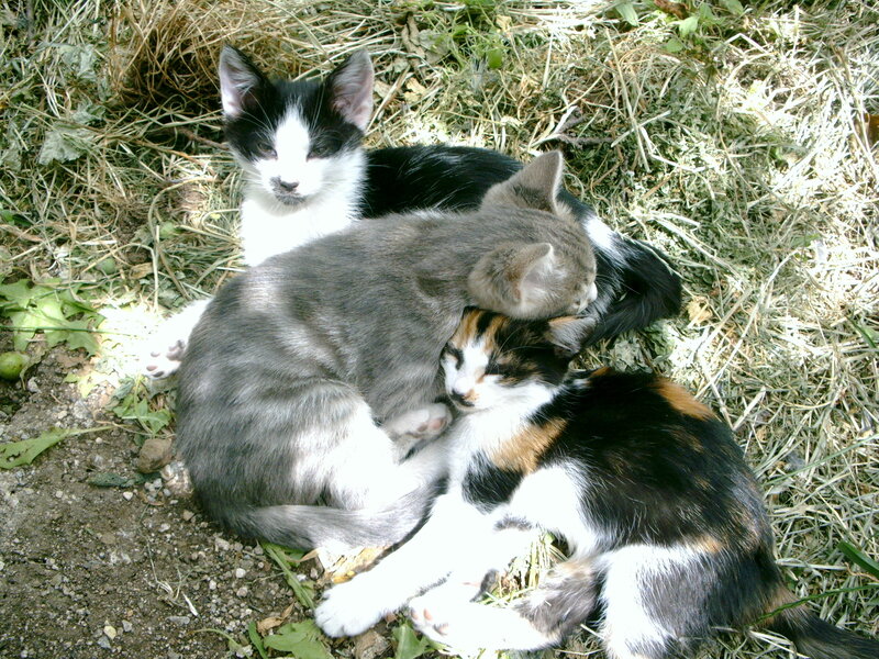 Three Kittens in Grass — Gray