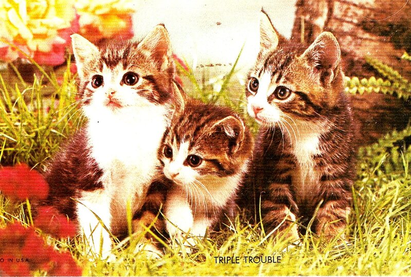 Three Kittens in Grass — Green, Calm, Afternoon, Photograph, Flowers