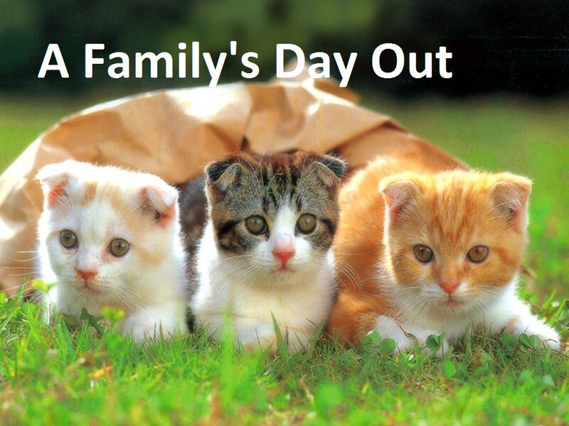 Three Kittens in Grass — Green, Calm, Afternoon, Photograph, Paper Bag