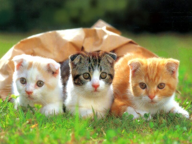 Three Kittens in Grass — Green, Calm, Afternoon