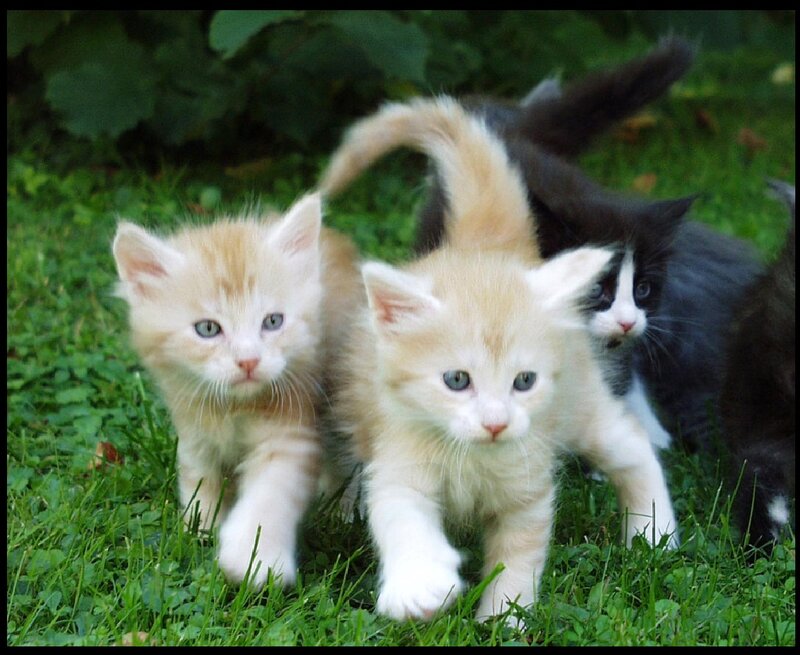 Three Kittens in Grass — Green, Playful
