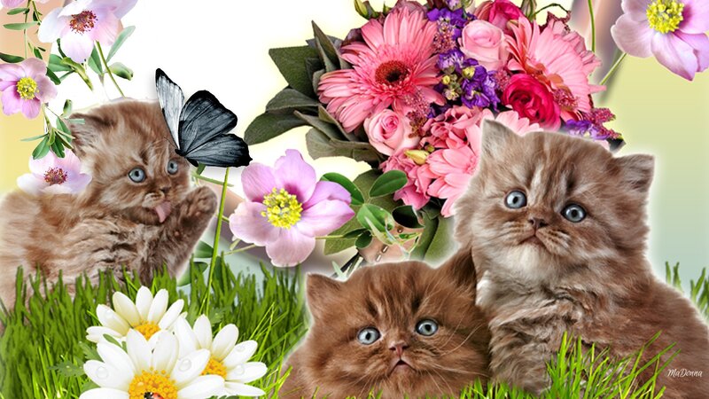 Three Kittens in Grass — Pink