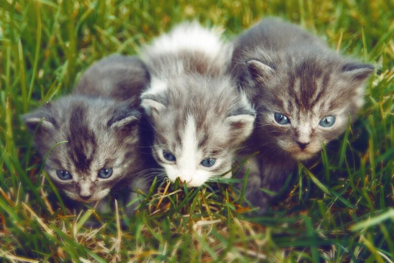 three kittens in grass