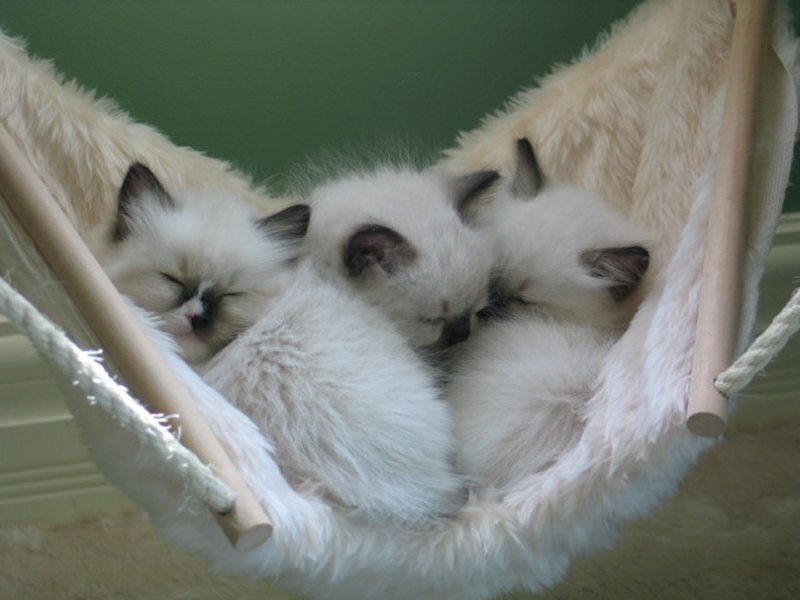 Three Kittens in Hammock