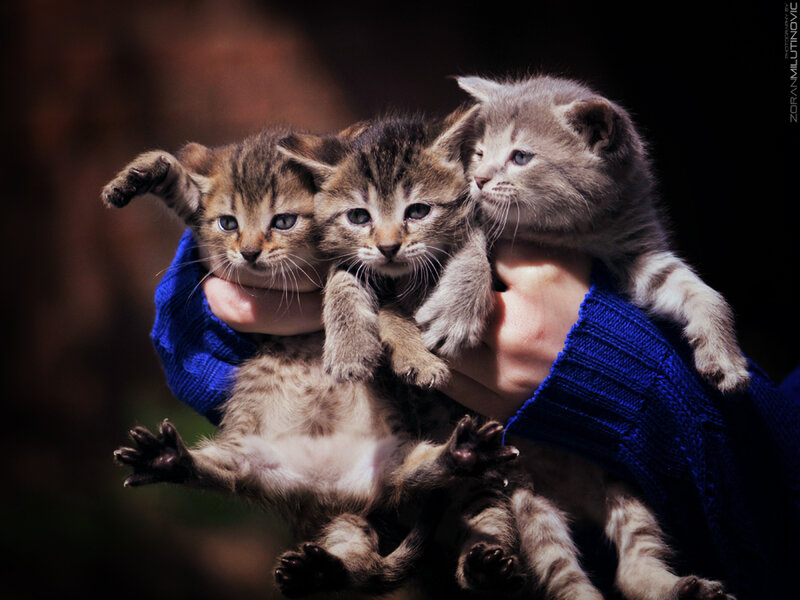 Three Kittens in Hands — Blue