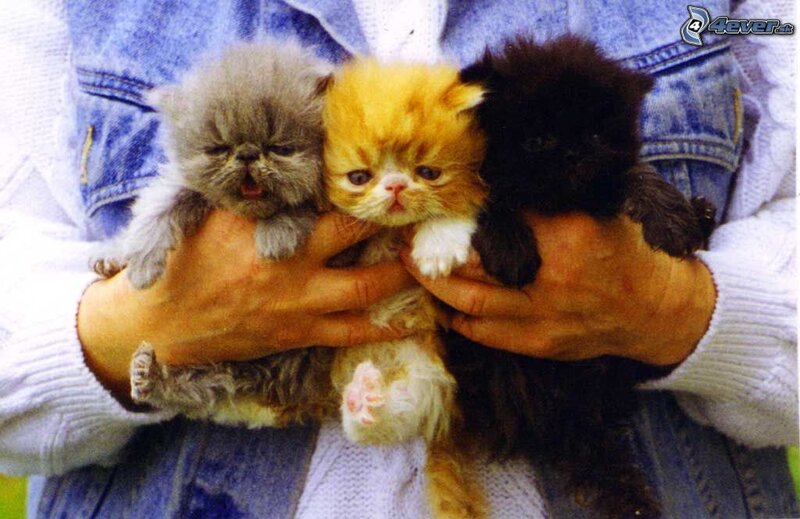 Three Kittens in Hands
