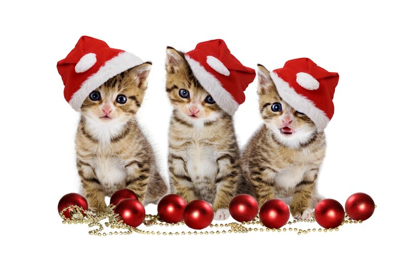 Three Kittens in Hats — Red, Festive