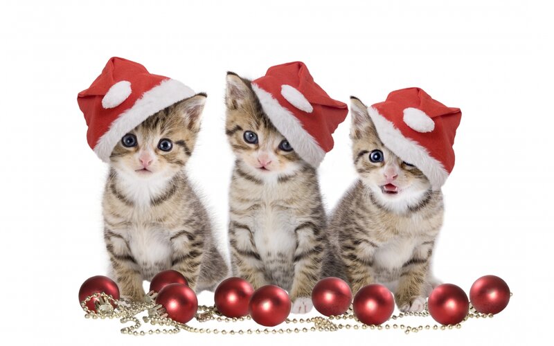Three Kittens in Hats — Red, Festive, Winter