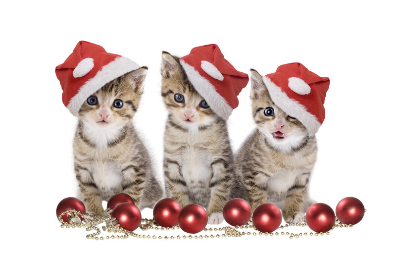 Three Kittens in Hats — Red