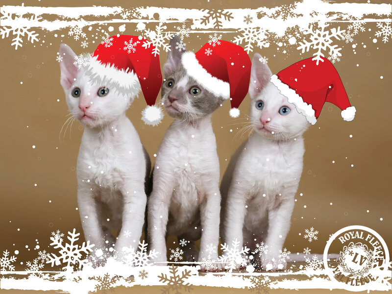 Three Kittens in Hats — White, Festive, Winter