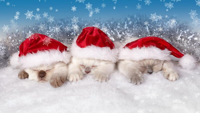 Three Kittens in Hats — White, Peaceful