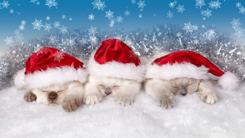 Three Kittens in Hats — White, Peaceful, Winter