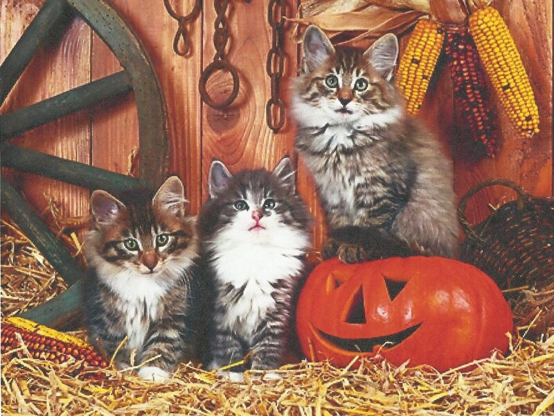 Three Kittens in Hay — Orange