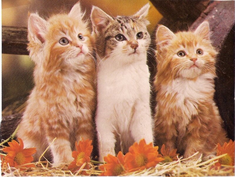 Three Kittens in Hay