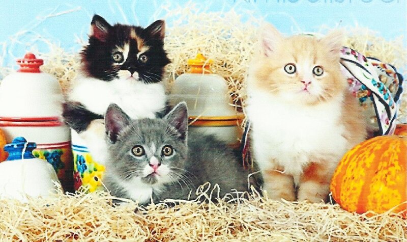 Three Kittens in Hay — Yellow