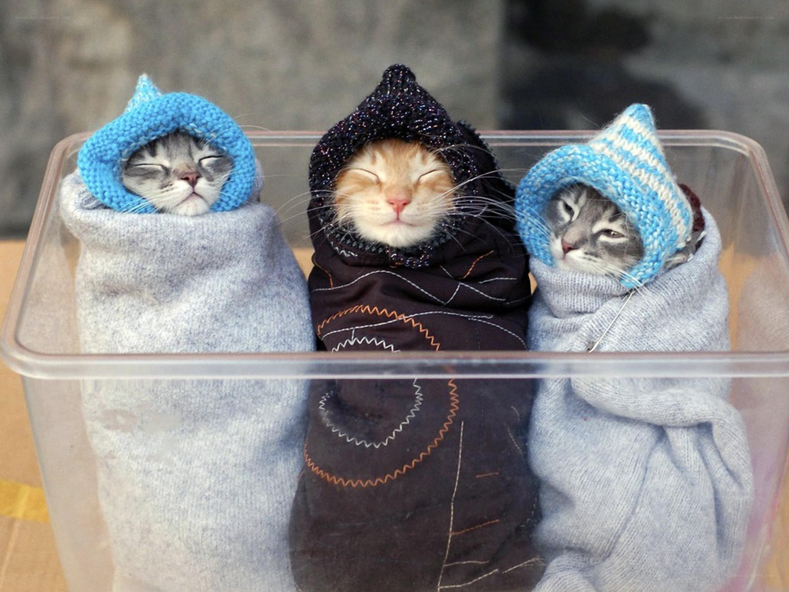 Three kittens in knitted hats