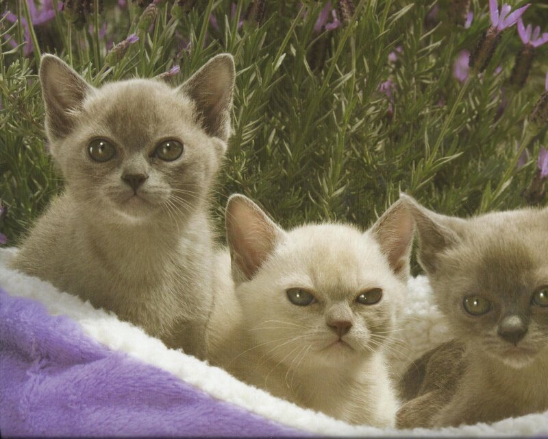 Three Kittens in Lavender