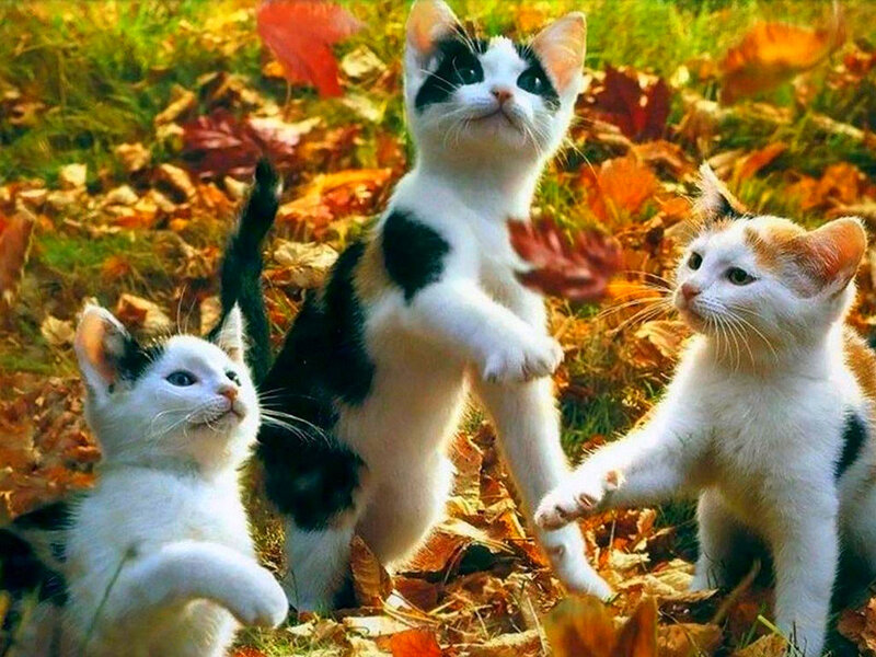 Three Kittens in Leaves — White